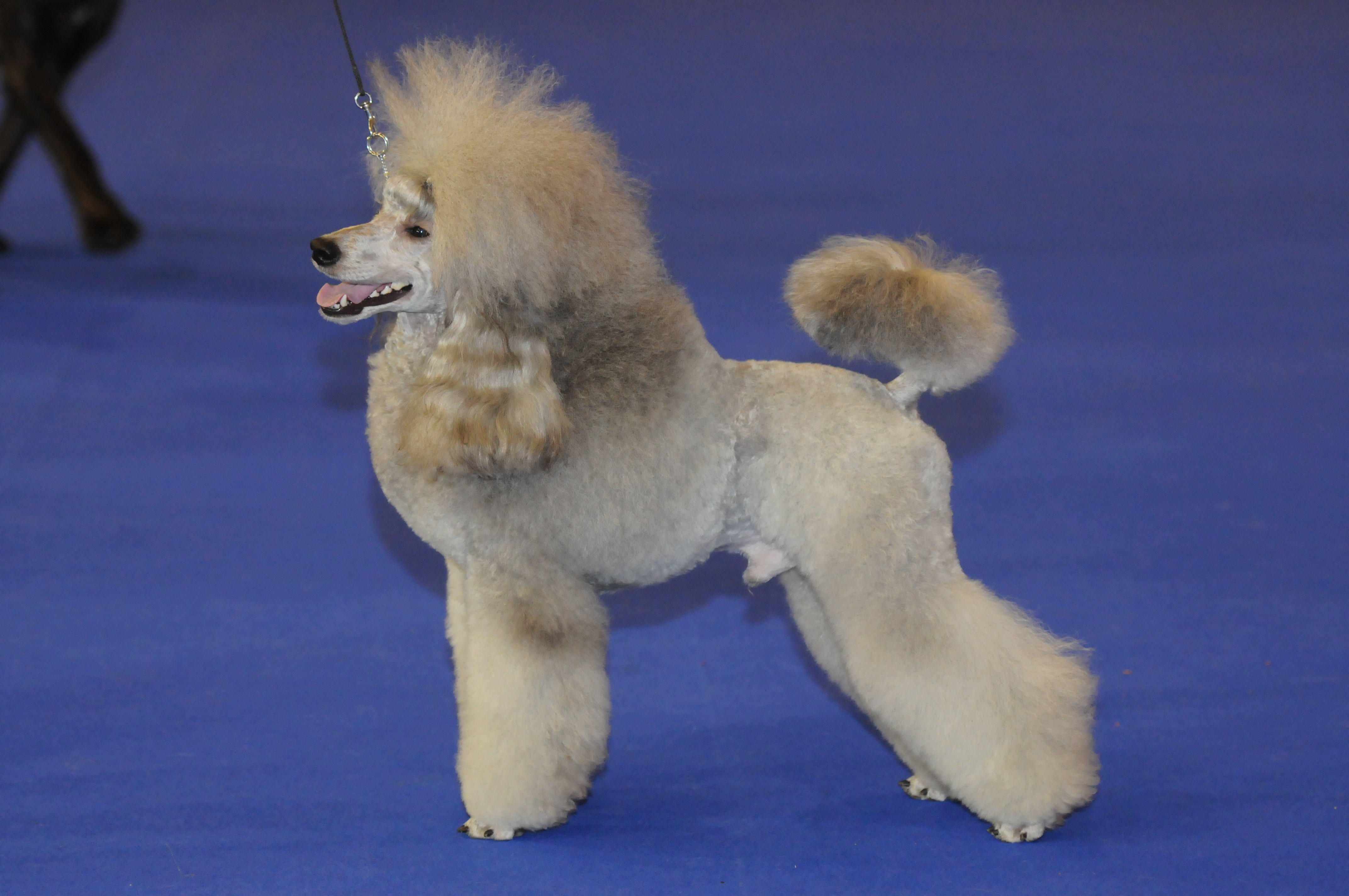 Champdogs clearance miniature poodles